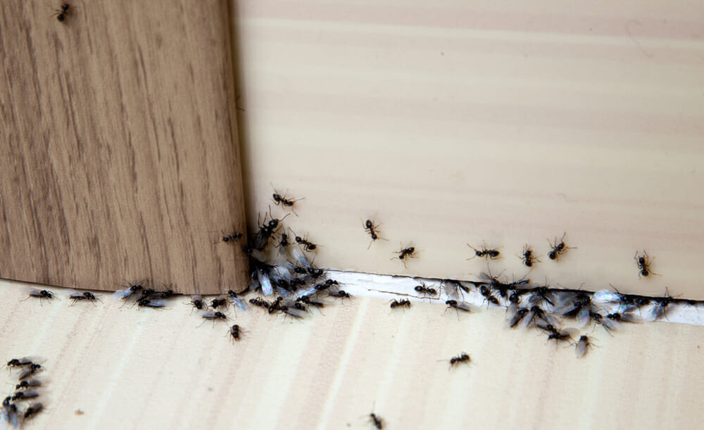 ant control at home