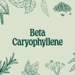β-caryophyllene